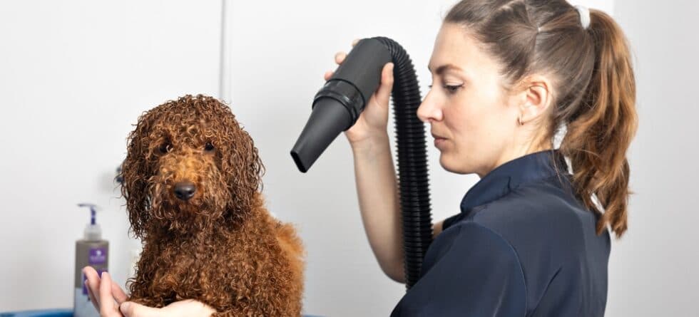 Why Are Poodles So High Maintenance?