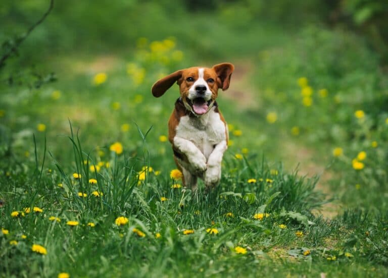Why Do Beagles Try To Eat Everything?