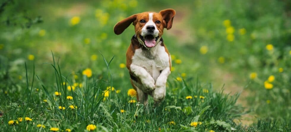 Why Do Beagles Try To Eat Everything?