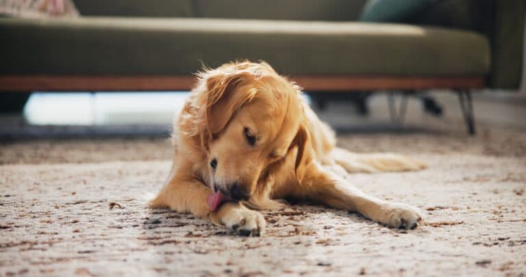 Why Do Dogs Lick Their Paws?