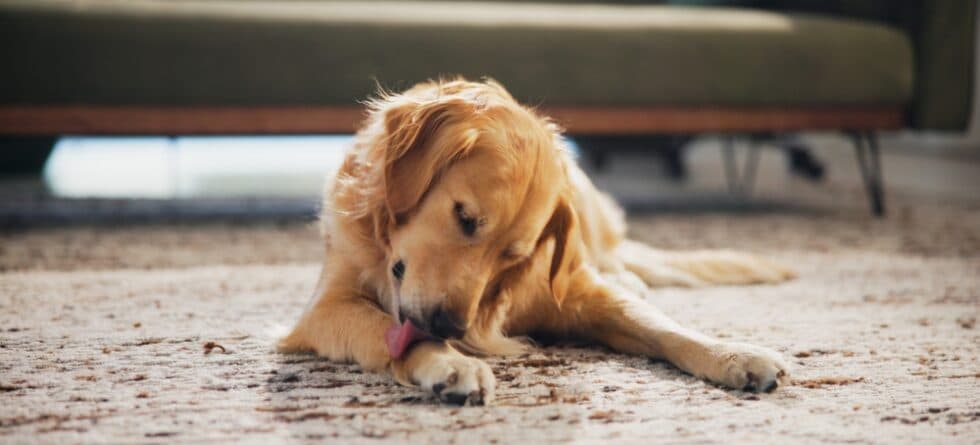 Why Do Dogs Lick Their Paws?