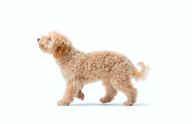 Why Do Poodles Lick You?