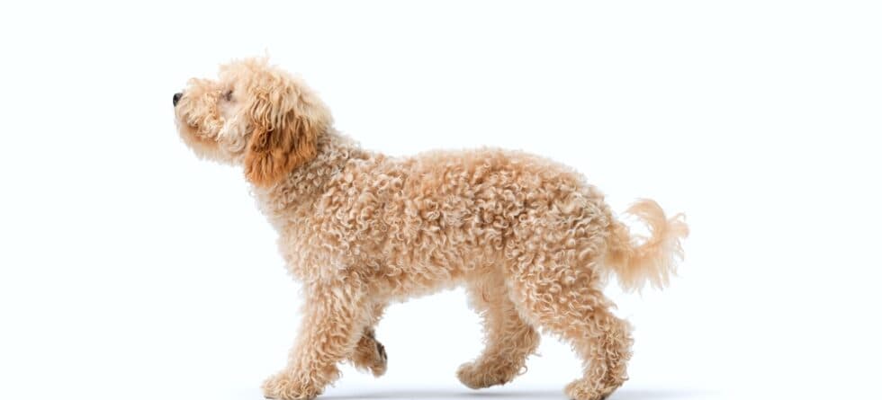 Why Do Poodles Lick You?