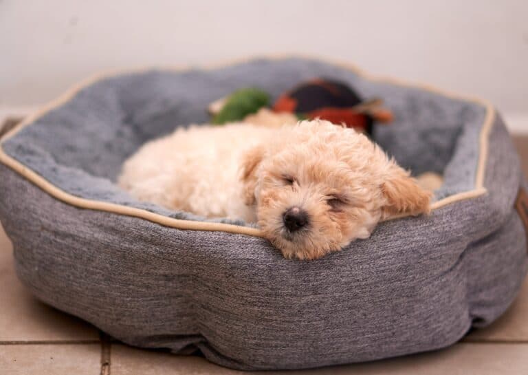 Why Do Poodles Sleep So Much?