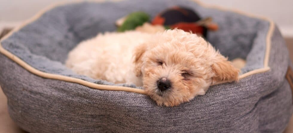 Why Do Poodles Sleep So Much?