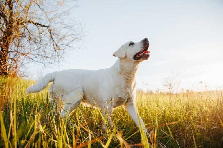 Why Is My Lab So Aggressive Towards Strangers?