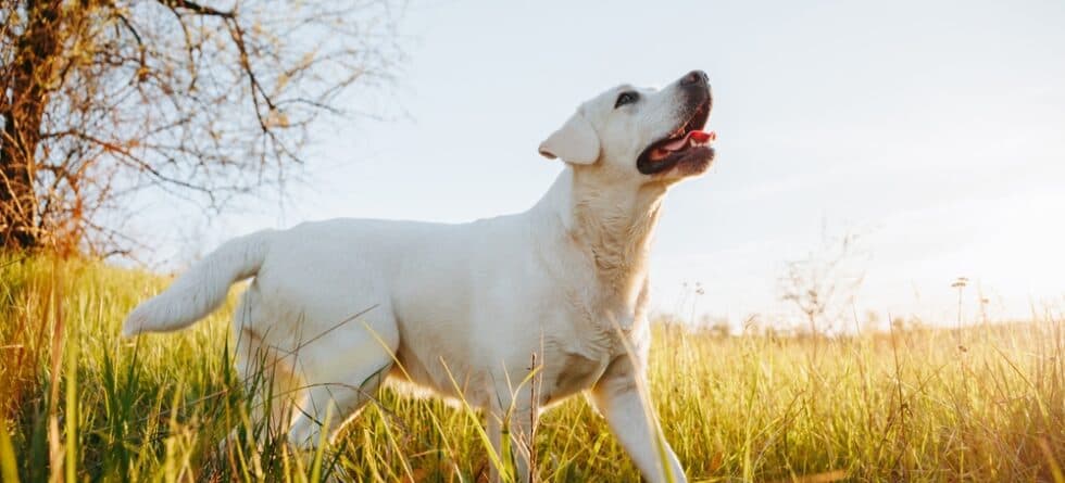 Why Is My Lab So Aggressive Towards Strangers?