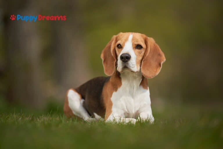 Low-Maintenance Dog Breeds: Are They Right for You?