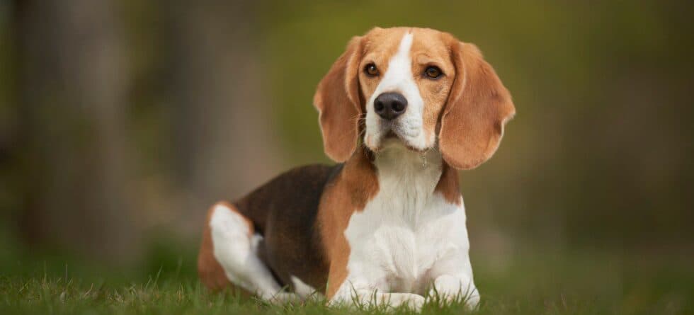 Low-Maintenance Dog Breeds: Are They Right for You?