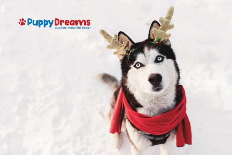 Before You Hit the Road: Your Dog’s Holiday Travel Checklist
