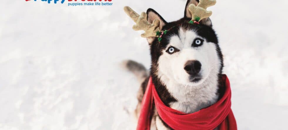 Before You Hit the Road: Your Dog’s Holiday Travel Checklist