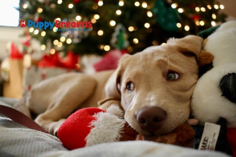 Dog-Friendly Holiday Destinations and Tips