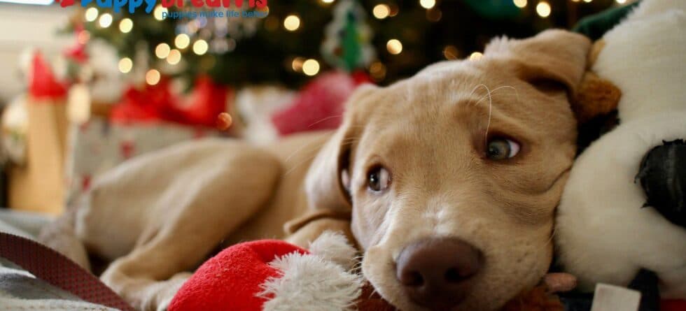 Dog-Friendly Holiday Destinations and Tips