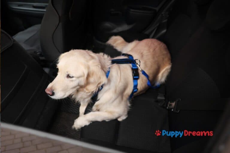 Road Trips with Dogs: Tips and Packing Essentials