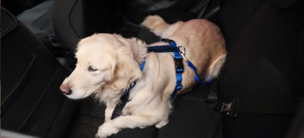 Road Trips with Dogs: Tips and Packing Essentials