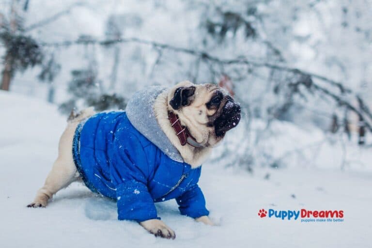 Traveling with Dogs for the Holidays & Having Stress-Free Seasonal Adventures