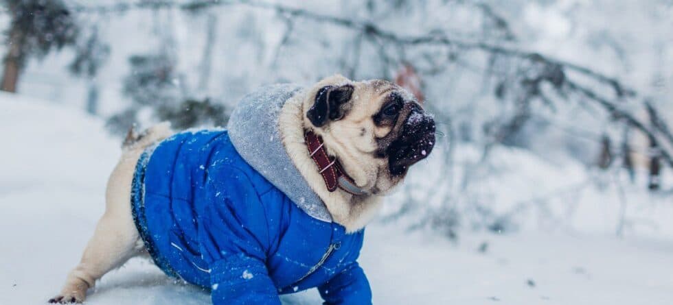 Traveling with Dogs for the Holidays & Having Stress-Free Seasonal Adventures