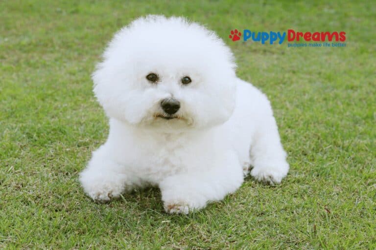 Hypoallergenic Dog Breeds: Myths, Facts, and Allergy Relief