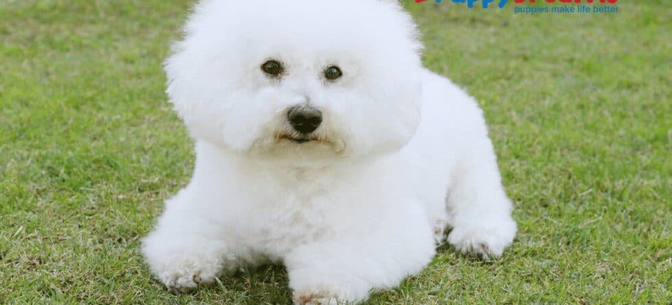Hypoallergenic Dog Breeds: Myths, Facts, and Allergy Relief