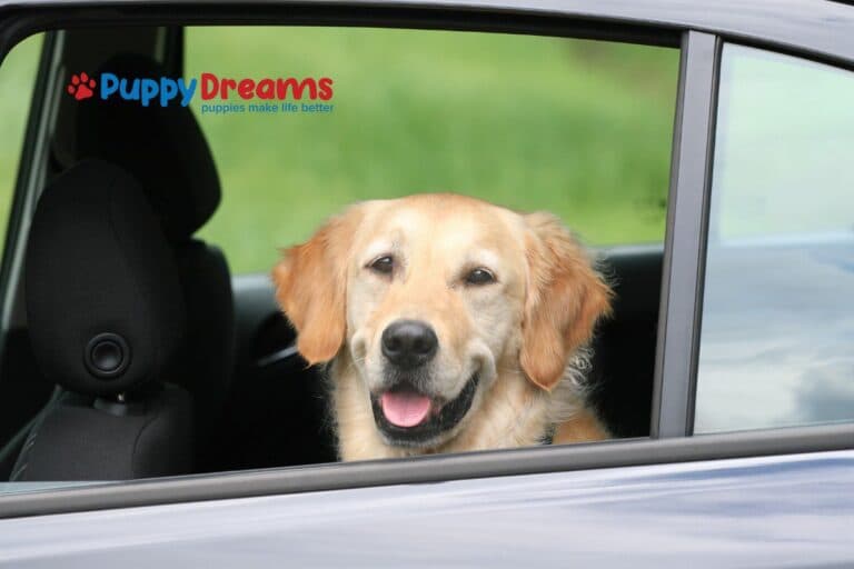 Dog Travel Essentials: Everything You Need for Traveling with Dogs for the Holidays