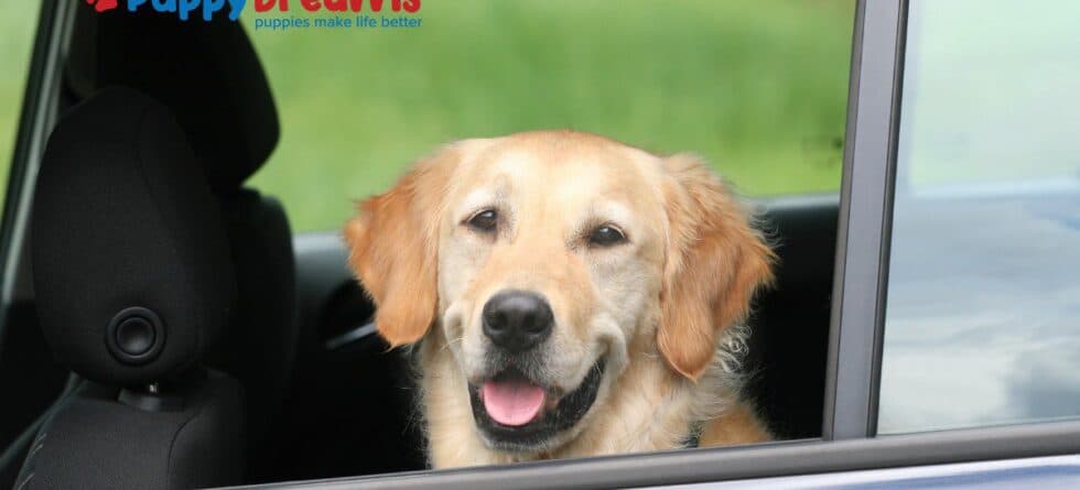Dog Travel Essentials: Everything You Need for Traveling with Dogs for the Holidays