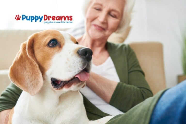 Best Breeds for Seniors: Which Dogs Fit Your Lifestyle?