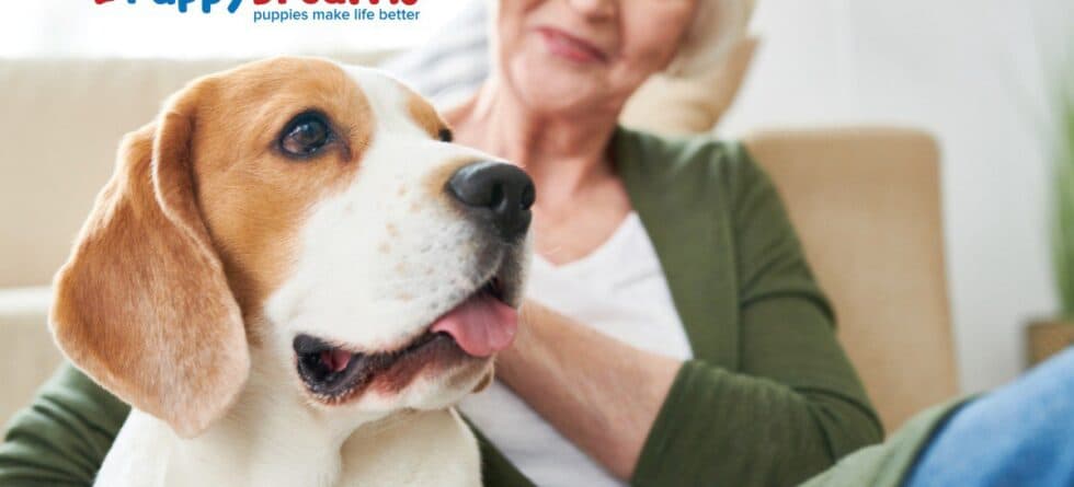 Best Breeds for Seniors: Which Dogs Fit Your Lifestyle?