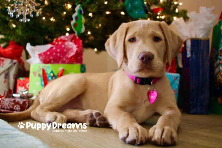 Holiday Gifts for Dogs That They Will Really Enjoy