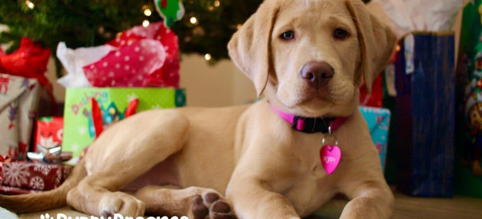 Holiday Gifts for Dogs That They Will Really Enjoy