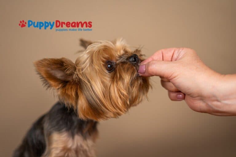 Healthy Treats for Dogs: Which Ones Are Worth Making?