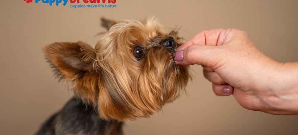 Healthy Treats for Dogs: Which Ones Are Worth Making?