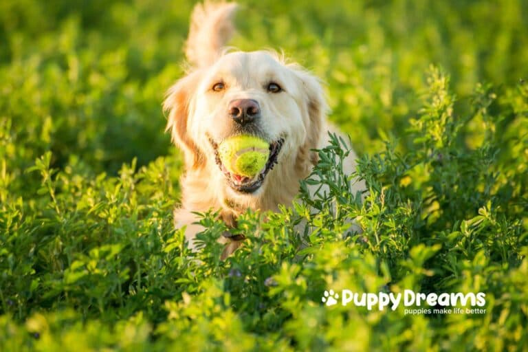 Easy to Train Dog Breeds: The Perfect Match for New Owners