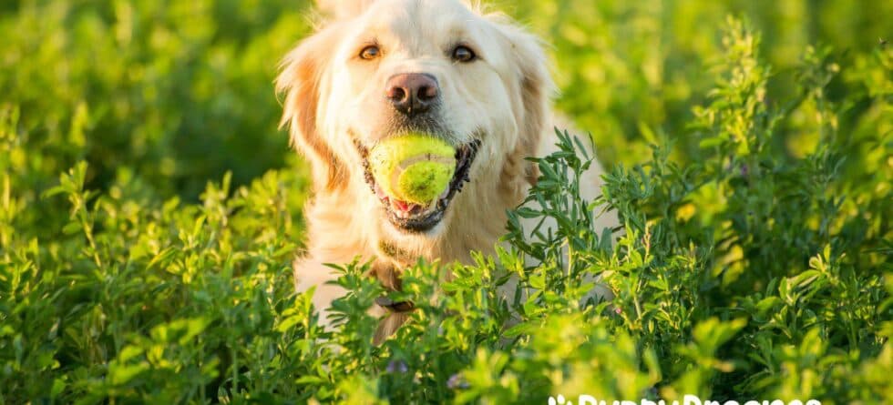 Easy to Train Dog Breeds: The Perfect Match for New Owners
