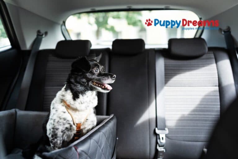 Travel Anxiety in Dogs: Causes and How to Cope