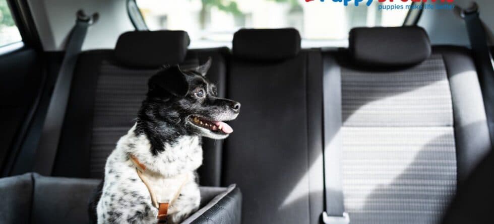 Travel Anxiety in Dogs: Causes and How to Cope