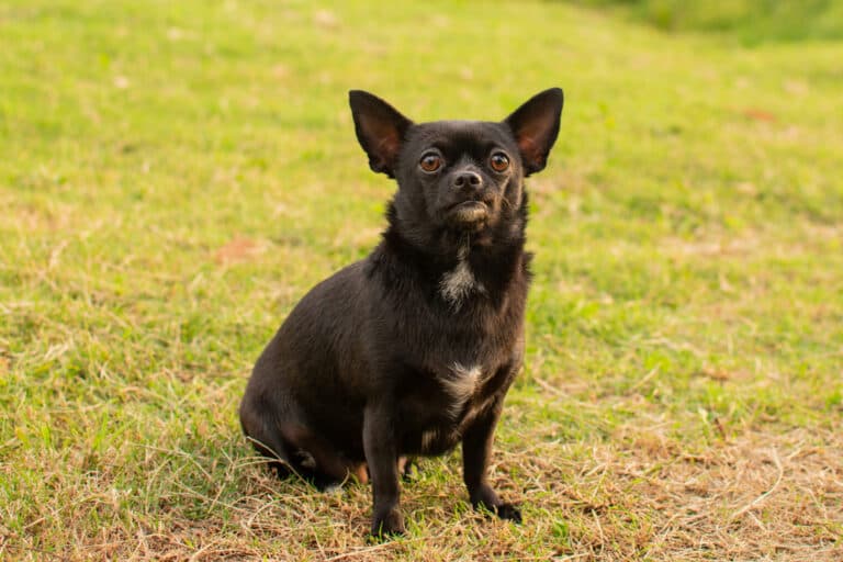 What Is Chihuahua Behavior?