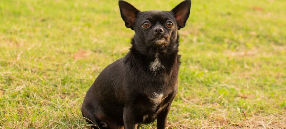 What Is Chihuahua Behavior?