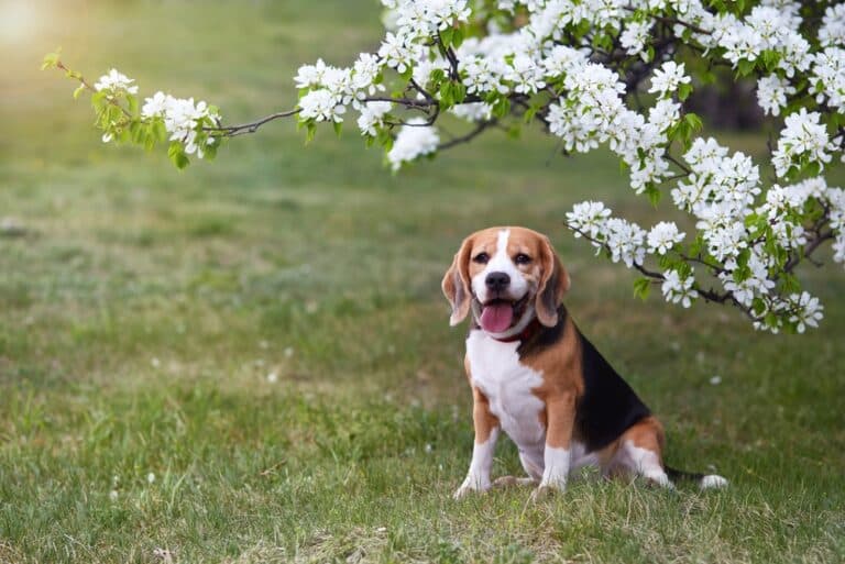 What’s A Good Name For A Beagle Dog?