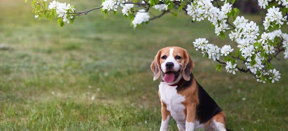 What’s A Good Name For A Beagle Dog?