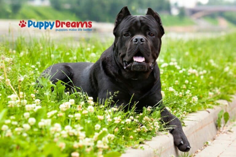 First Time Dog Owner Breeds: Which Should You Pick?