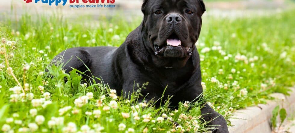 First Time Dog Owner Breeds: Which Should You Pick?
