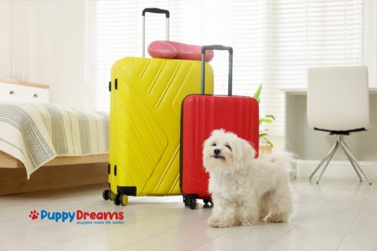 Traveling with Puppies: How to Plan, Pack, and Prepare for the Journey