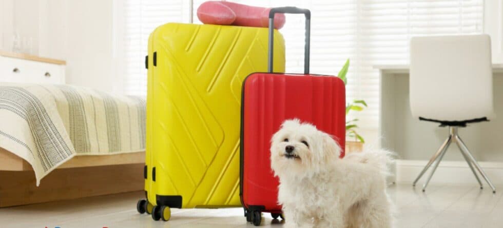 Traveling with Puppies: How to Plan, Pack, and Prepare for the Journey