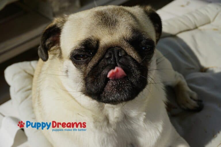 How to Pick the Perfect Dog Breed for Your Lifestyle