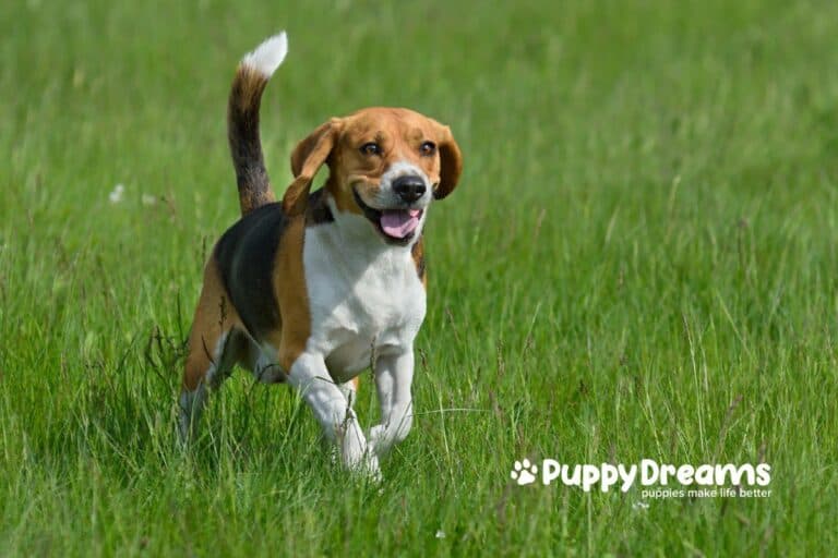 Matching Your Lifestyle to Dog Breed Personality Traits