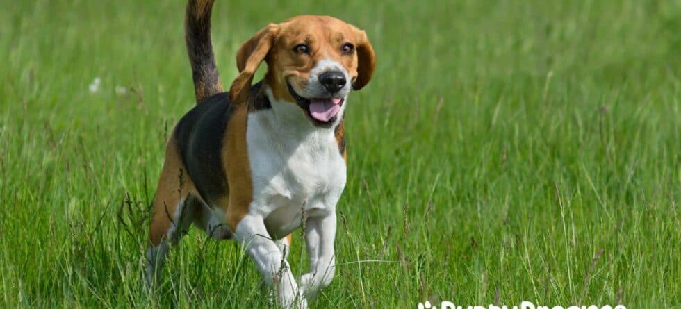 Matching Your Lifestyle to Dog Breed Personality Traits