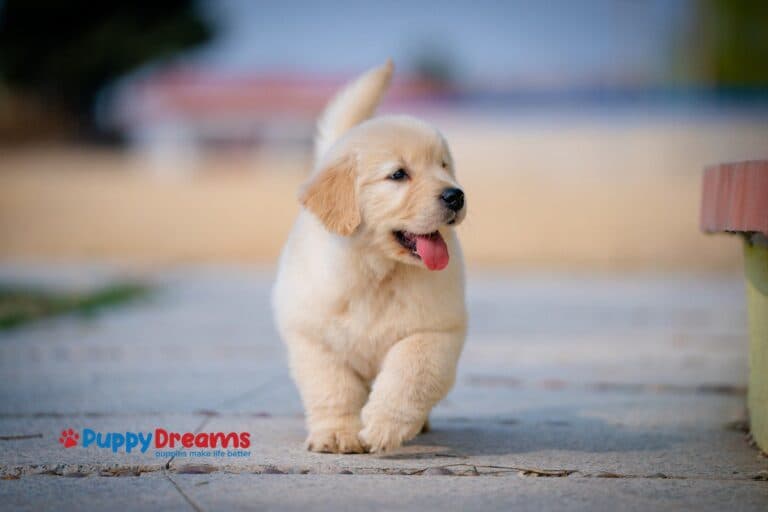 First-Year Puppy Vaccinations: What To Expect & Why It Matters