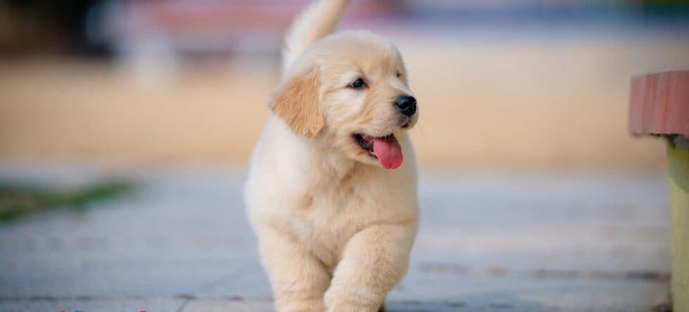 First-Year Puppy Vaccinations: What To Expect & Why It Matters