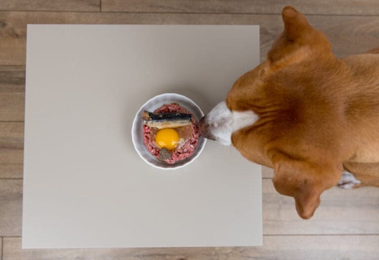 Are Eggs Good For Dogs?