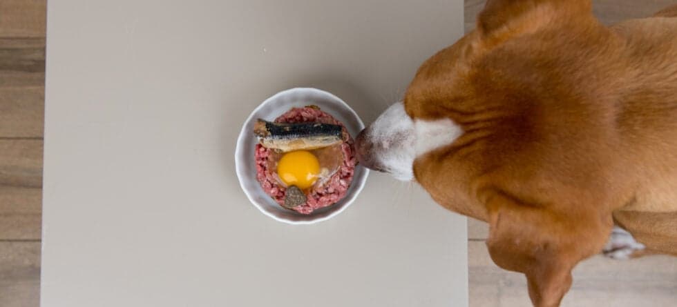 Are Eggs Good For Dogs?